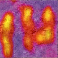 shopper in thermal view